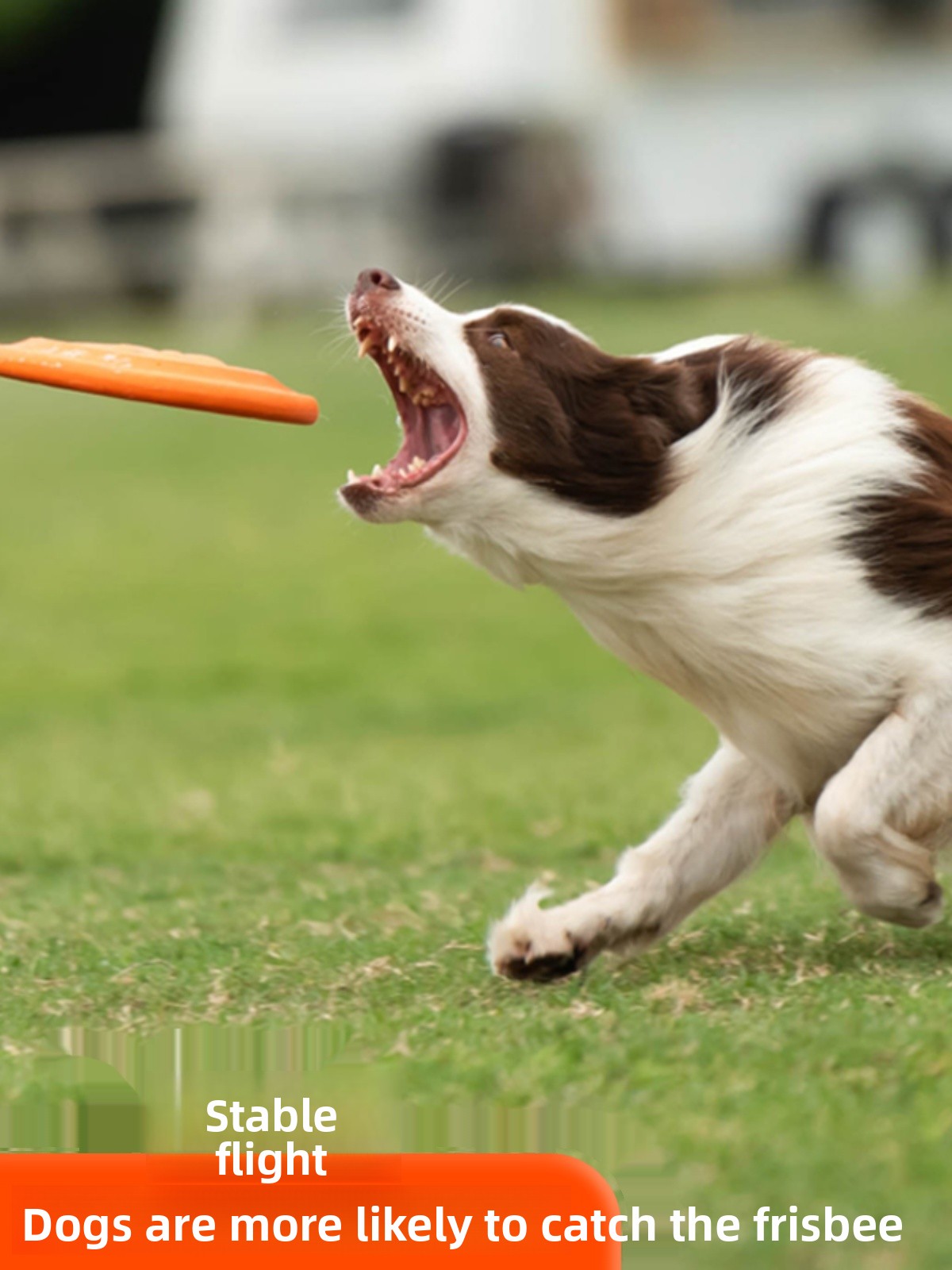 Latający dysk dla psa, miękki, – Flying Disc Dog Training Toy recenzja i cena