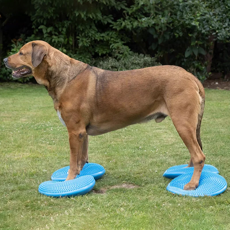 Pomoce szkoleniowe dla psów Ró – Flying Disc Dog Training Toy recenzja i cena