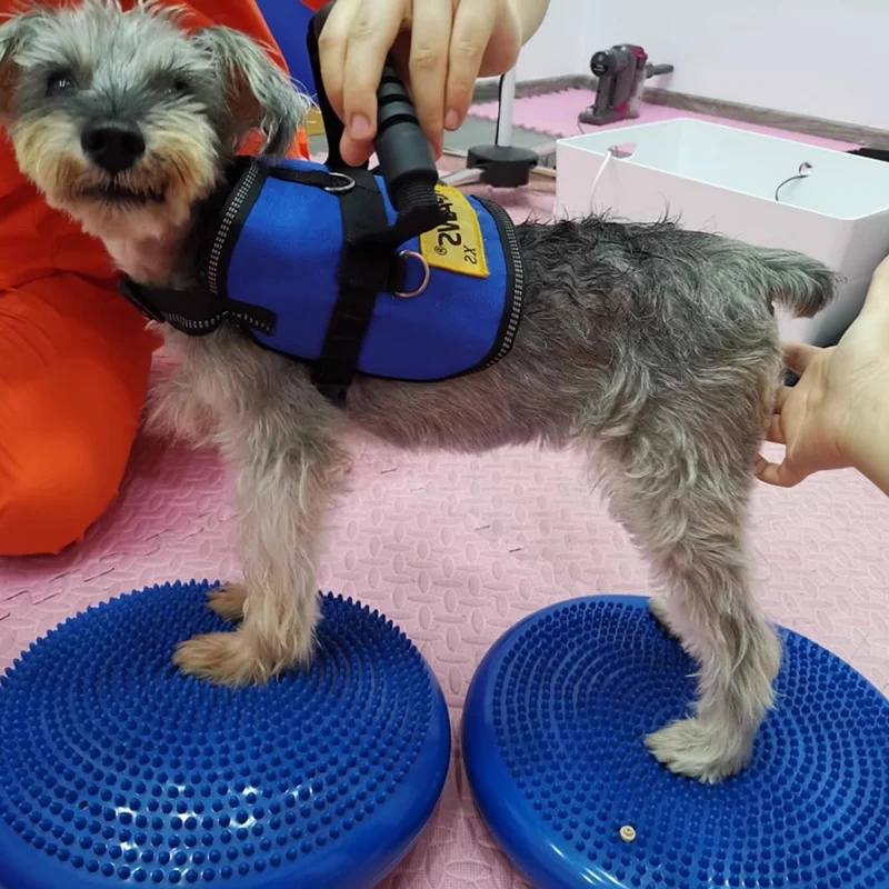 Pomoce szkoleniowe dla psów Ró – Flying Disc Dog Training Toy recenzja i cena
