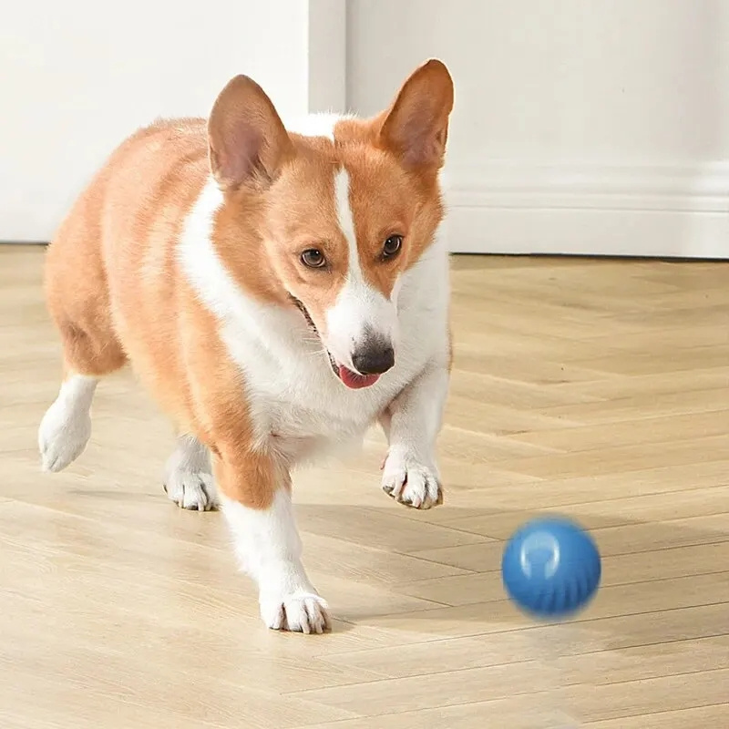 Interaktywna, elektryczna piłk – Automatic Moving Dog Ball recenzja i cena