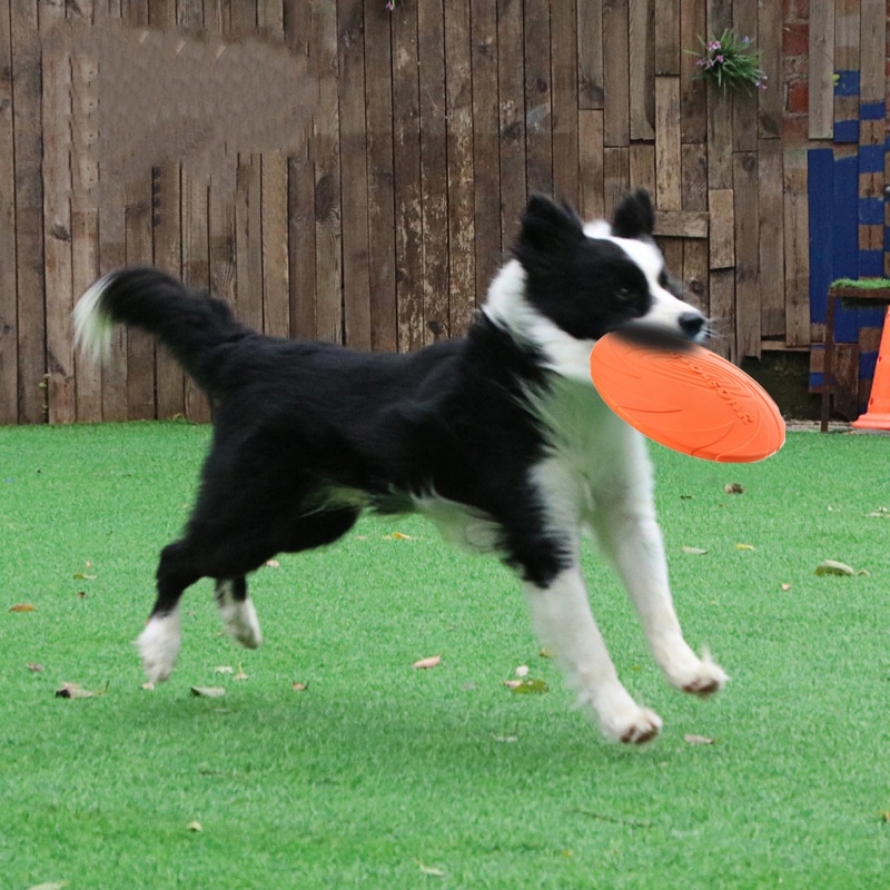 Interaktywna silikonowa zabawk – Flying Disc Dog Training Toy recenzja i cena